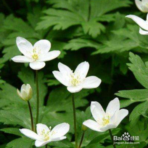 鹅掌草的养殖方法和注意事项