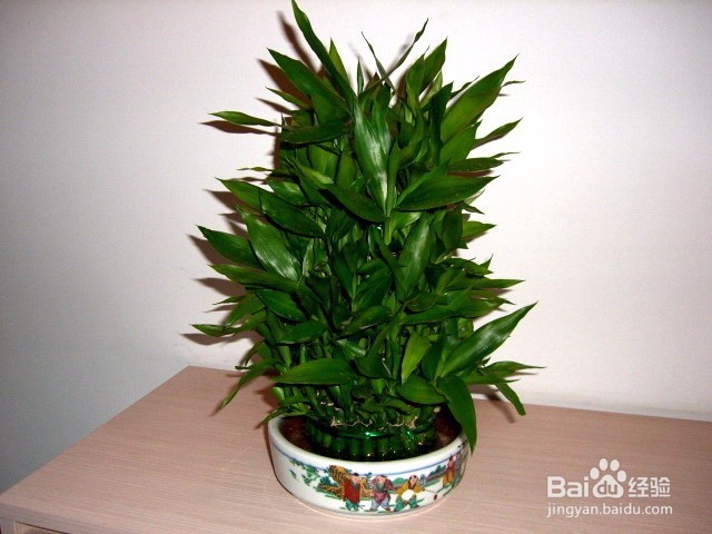 水培富贵竹要领