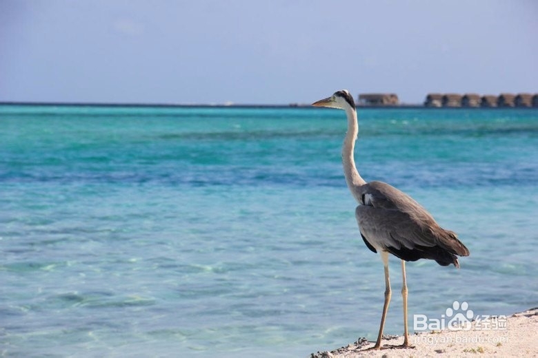 度假胜地之马尔代夫游玩介绍