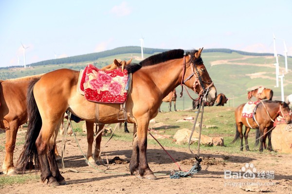 飞狐为邻,揭秘养在深闺中的空中草原!