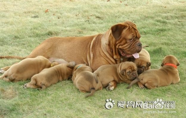 大型护卫犬有哪些