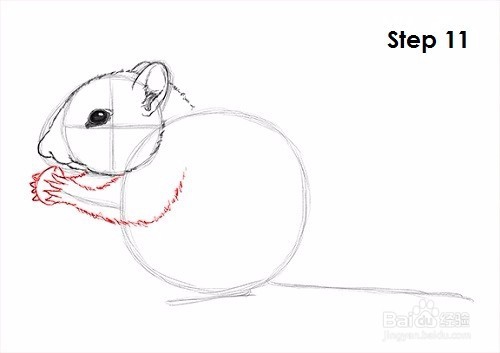 如何绘制花栗鼠——加菲的吃货生活