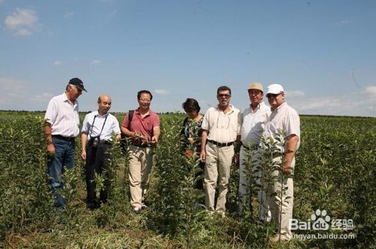 农村创业有哪些致富项目呢