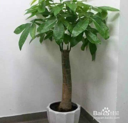 客厅大，花盆栽啥花好