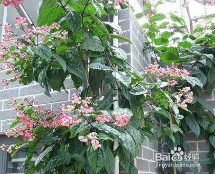 龙吐珠掉叶子怎么办