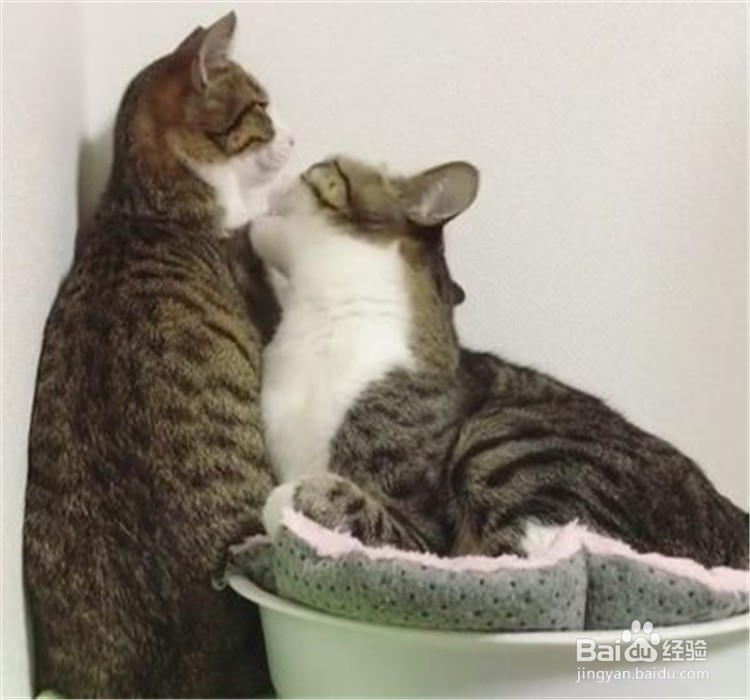 猫咪喜欢你的表现有哪些?