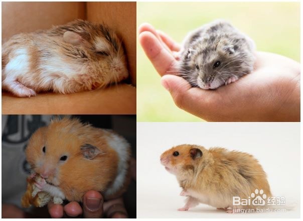 怎么判断仓鼠年龄