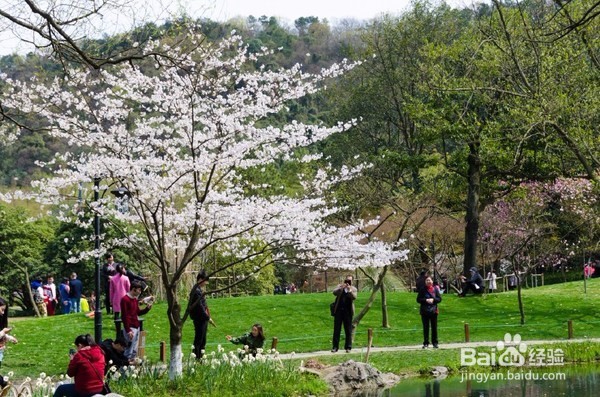 西湖边的免费公园，每年春季来这里看樱花