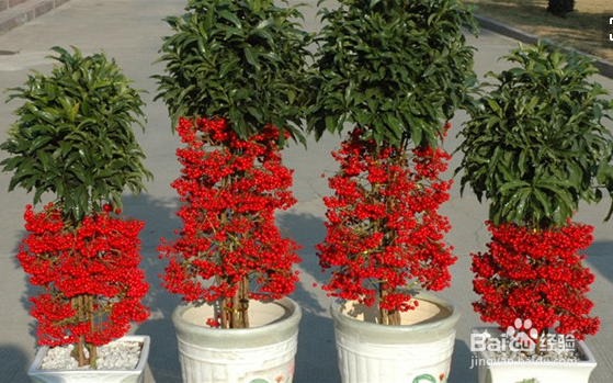 富贵子的修剪方法