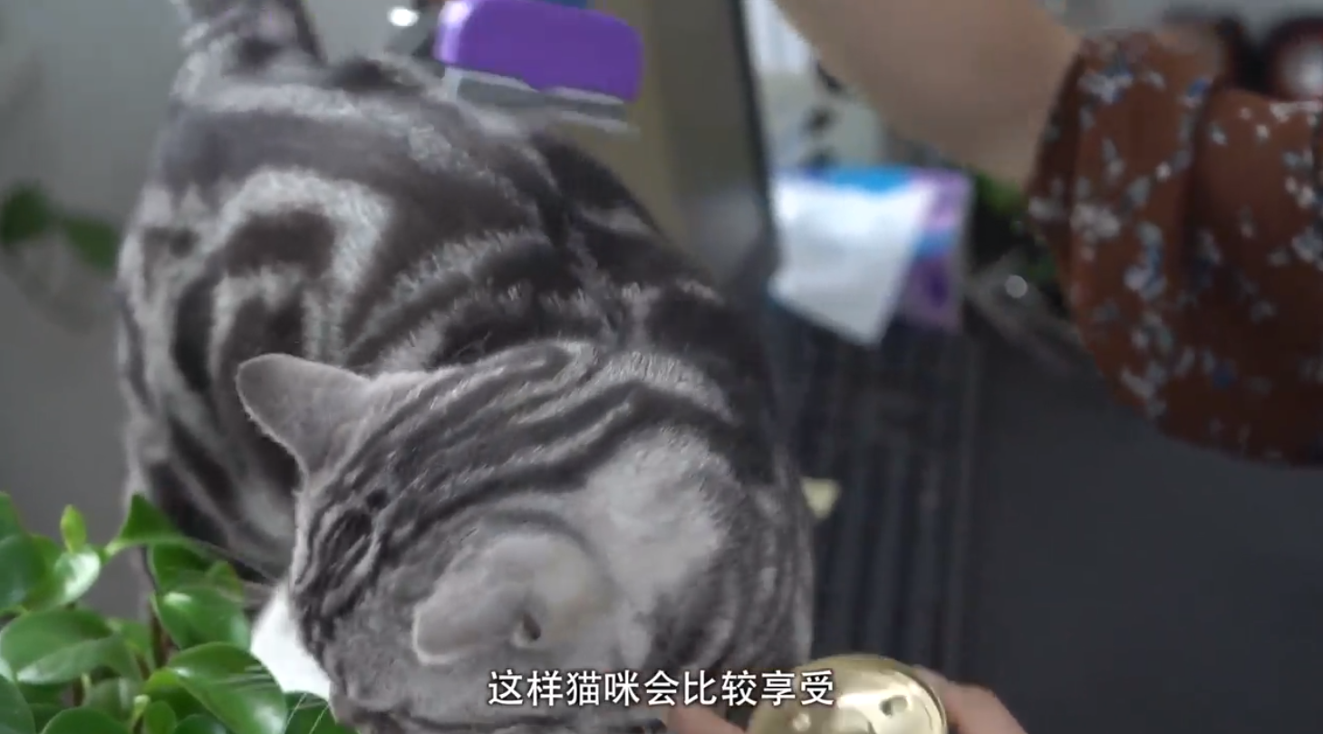猫不喜欢梳毛怎么办