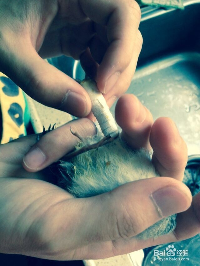 家中自救断腿小鸟的方法-仅供参考