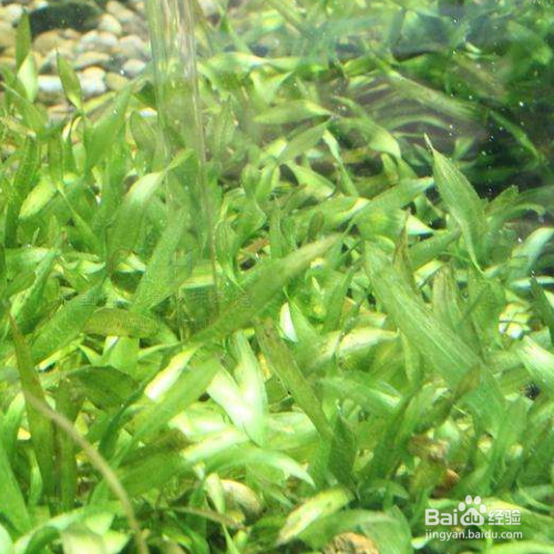 苦草的培育方法和注意事项