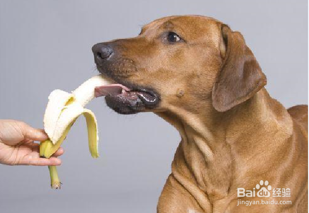 <b>怎样让狗狗不吃别人的东西</b>