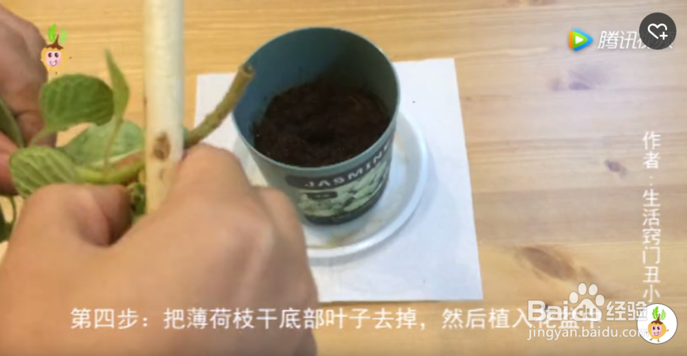 如何用香蕉皮自制花肥养薄荷?
