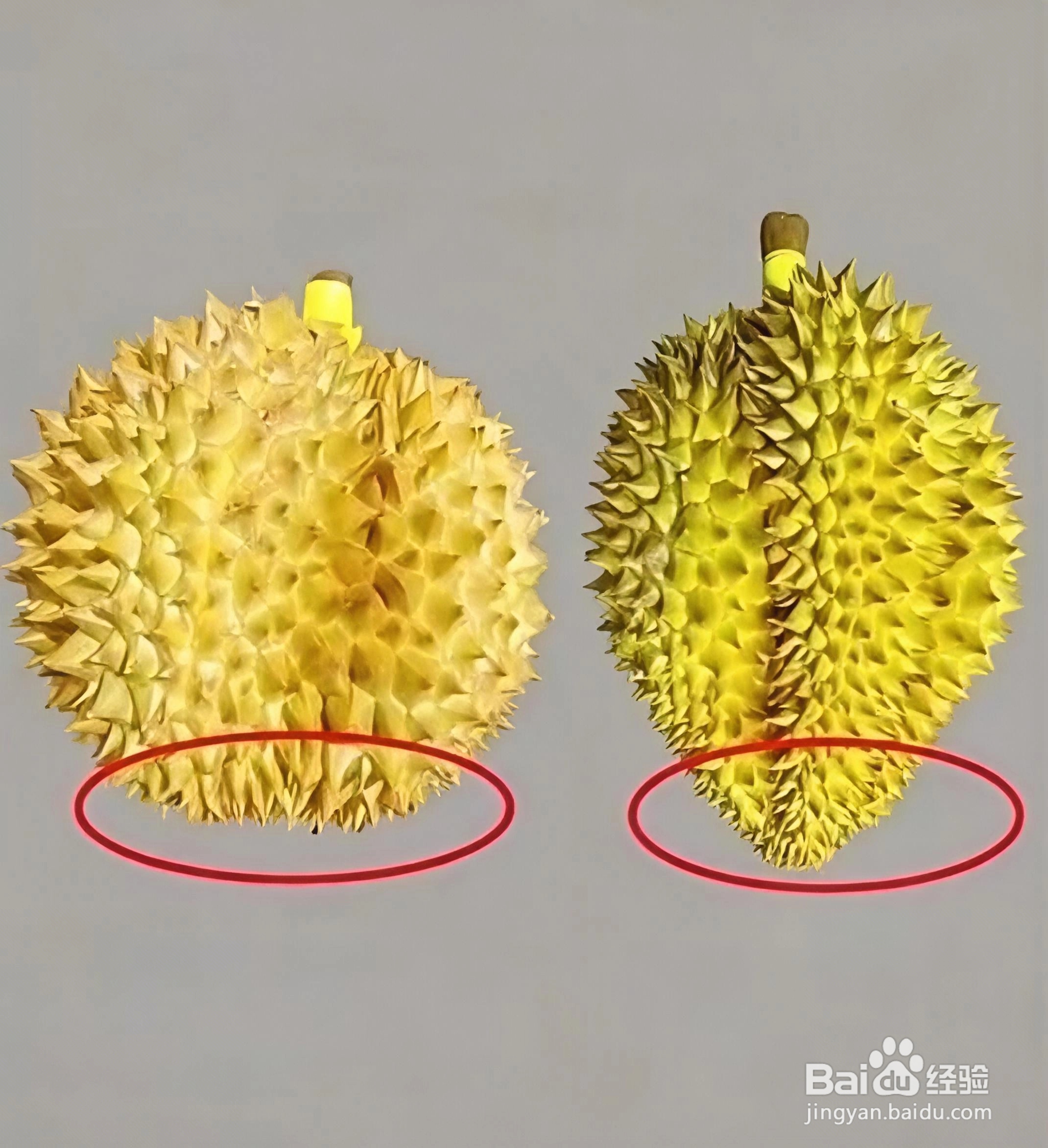 如何挑选榴莲？