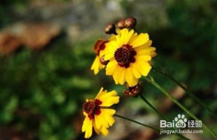 蛇目菊的价值及其花语