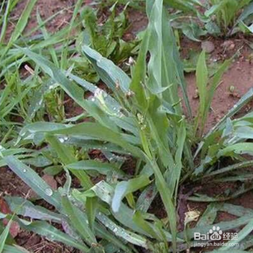 败酱草的培育方法和注意事项