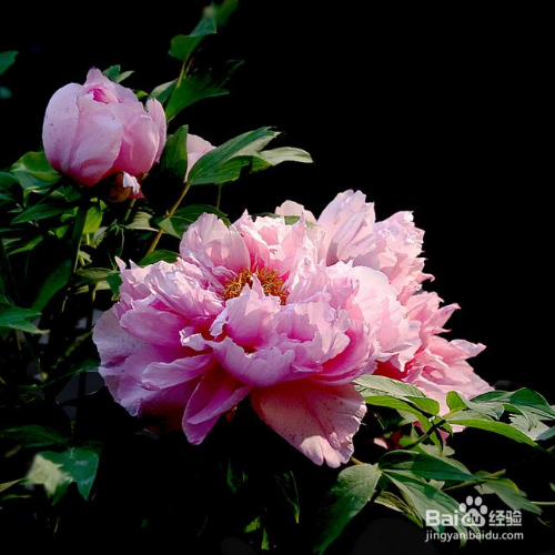 牡丹花在北方院子怎么过冬