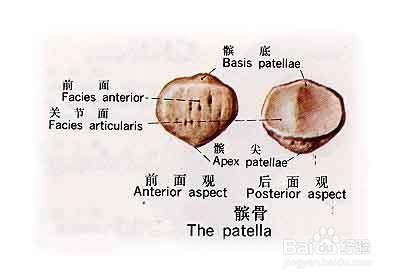 怎么快速治疗髌骨软化症