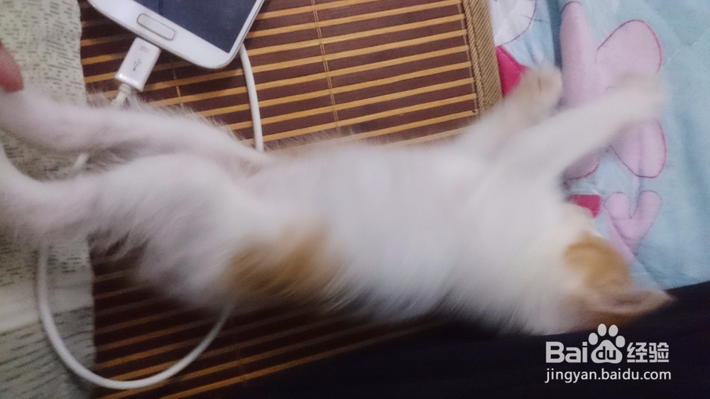 养猫的好处与坏处有哪些?