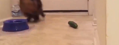 小猫最害怕的颜色是什么