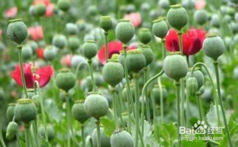 虞美人与罂粟花怎样区别