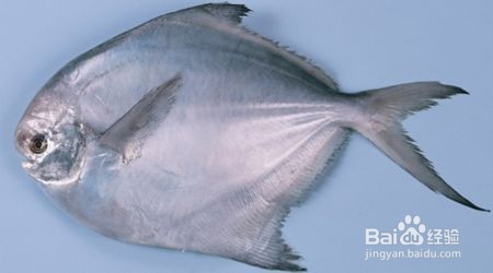 银鲳鱼的鉴别方法