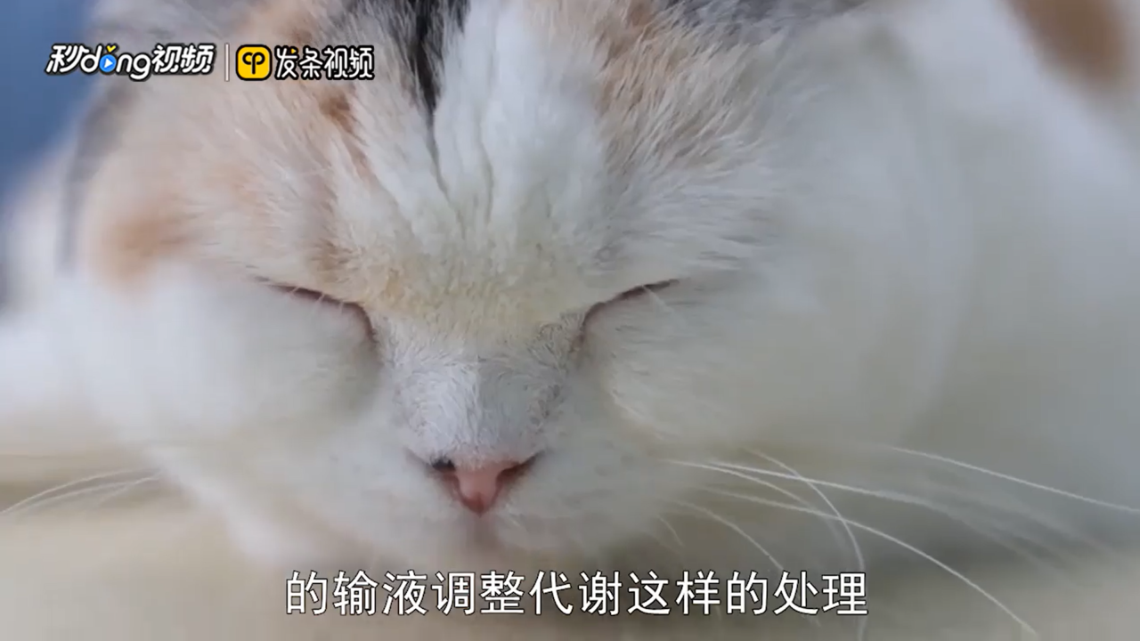 猫吃了老鼠药怎么解救