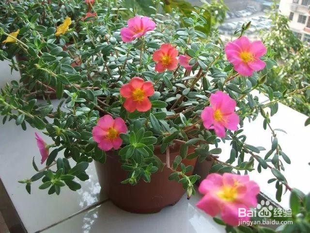 开春种什么绿植这9种勤开花的别错过