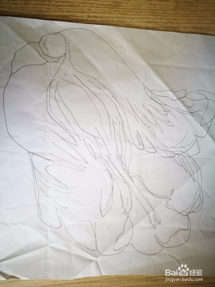 大白菜简笔方法