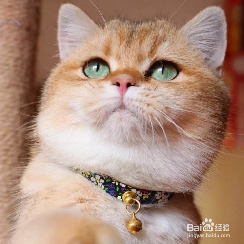 怎么挑选金渐层猫?