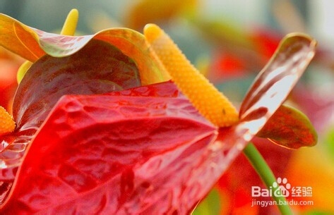 火鹤花和红掌区别是什么