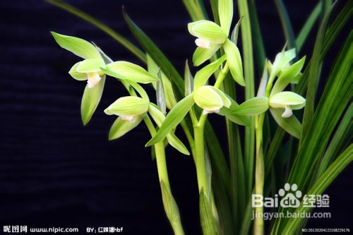怎样在冬季养殖兰花