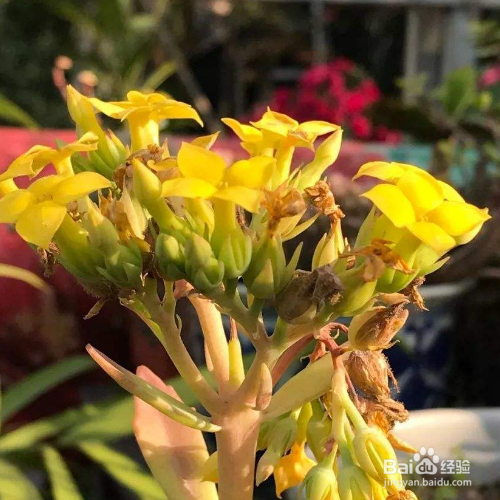 长寿花的花蕾凋谢怎么办？