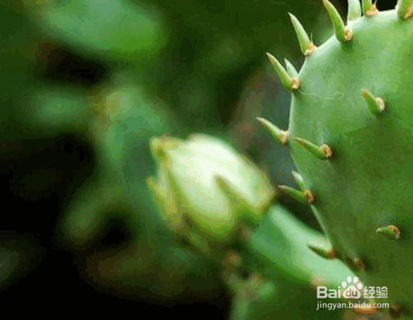 仙人掌的施肥要点