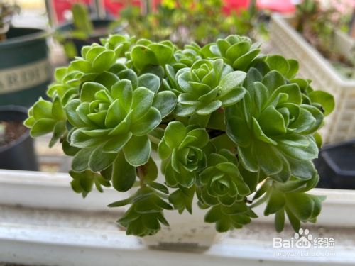 上海多肉室内和室外越冬对比 百度经验