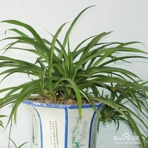 吊兰叶子发软怎么补救？