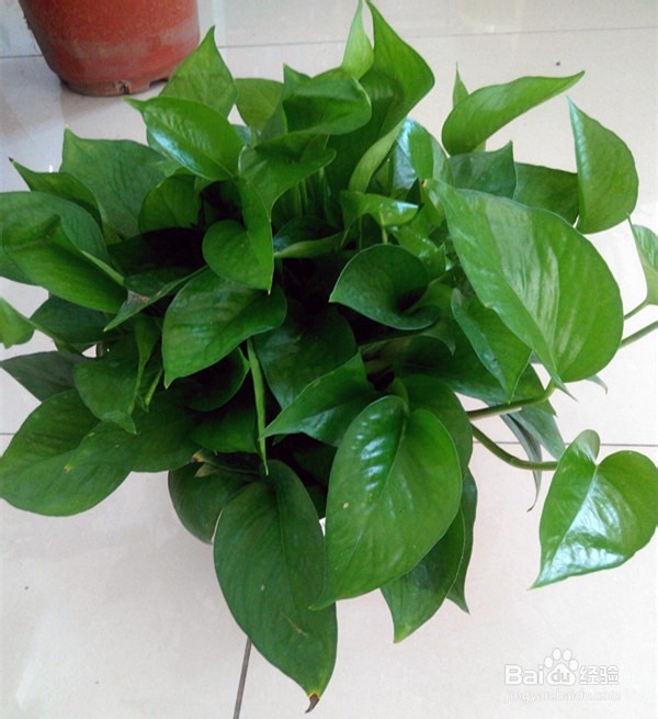 绿萝烂根且叶子发黄怎么办