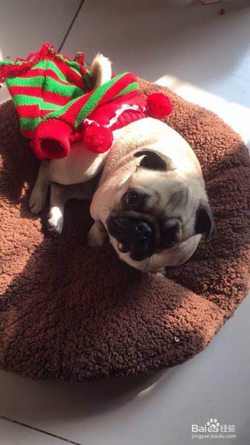 狗狗拉肚子怎么办