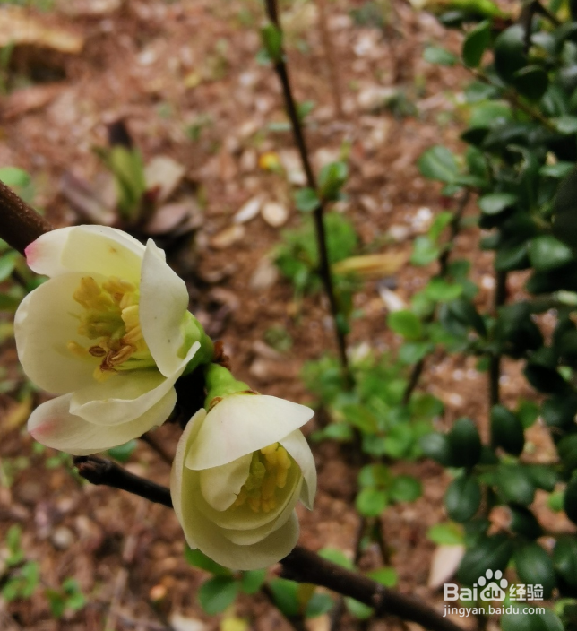 贴梗海棠的养殖方法