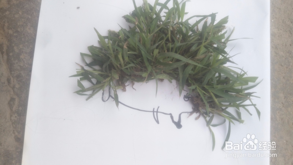 树叶手工,小刺猬