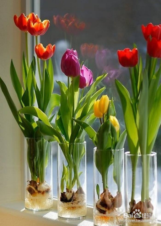 郁金香的种植方法