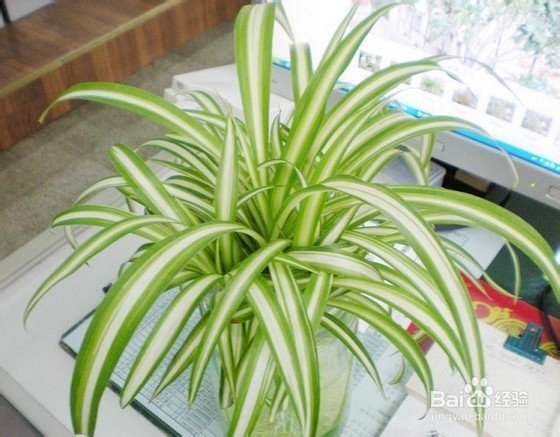 哪些植物可以净化空气