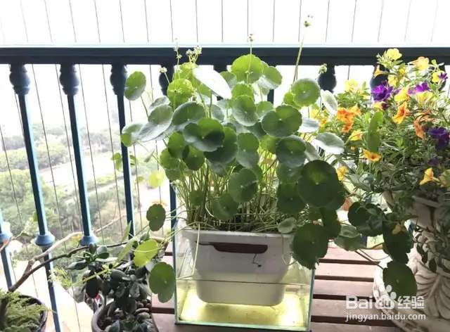 家里的花,一入秋就黄叶,别慌,正常现象