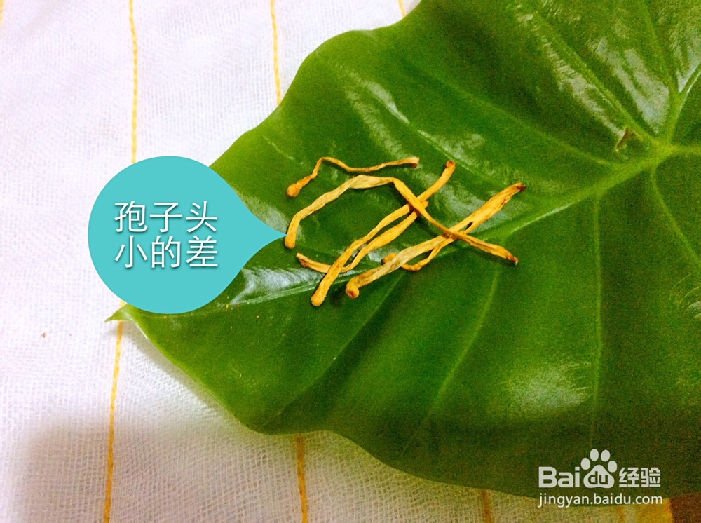 虫草花煲鸡汤及虫草花的挑选