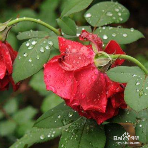 月季的移栽时间和方法有哪些?