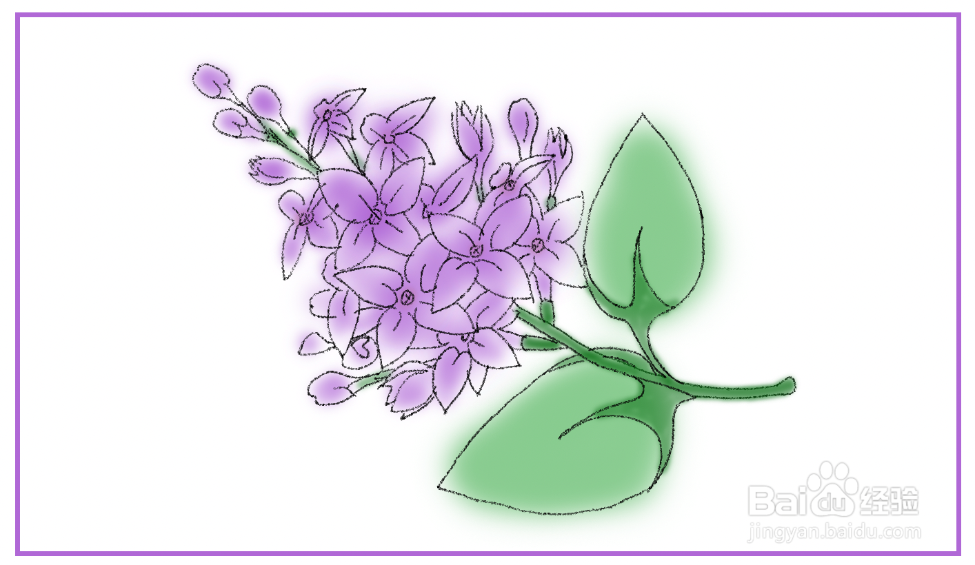 紫丁香图片简笔画图片