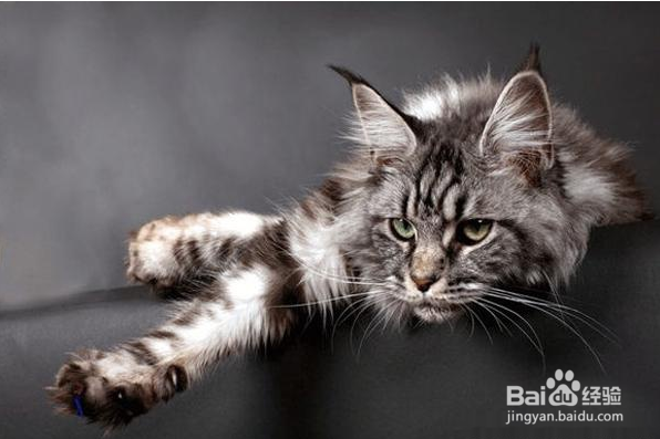 缅因猫拉肚子的原因及处理办法