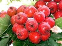 补血水果有哪些？