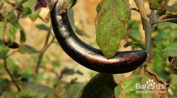 吃桃子吃到虫子怎么办